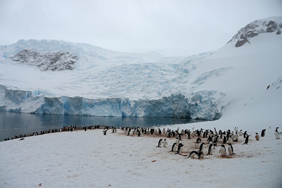 03A Penguin Colony At Neko Harbour With The Huge Face of The Glacier Behind On Quark Expeditions Antarctica Cruise